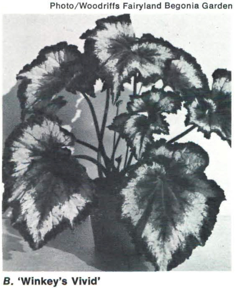 B. ‘Winkey's Vivid’